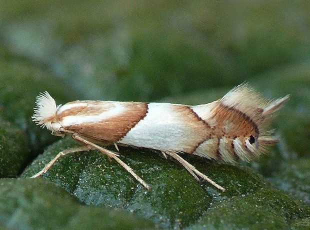 ploskáčik dubinový Phyllonorycter roboris Zeller, 1839