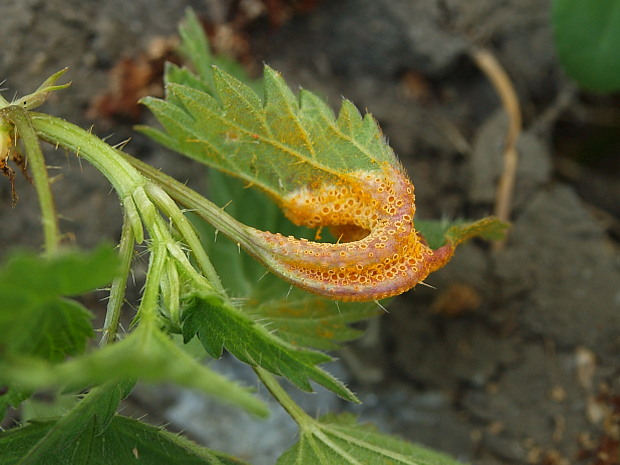 hrdza Puccinia sp.