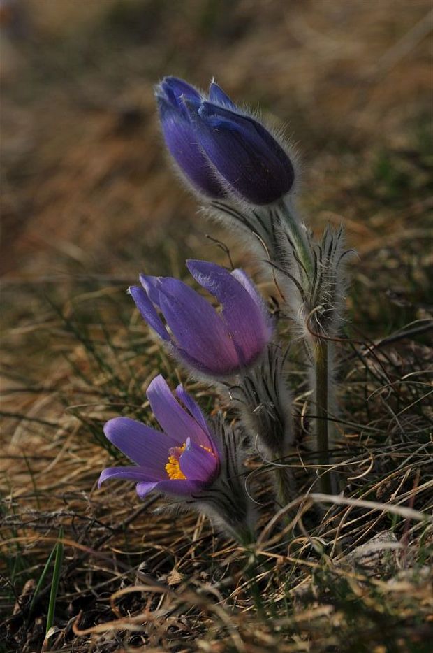 poniklec slovenský Pulsatilla slavica Reuss