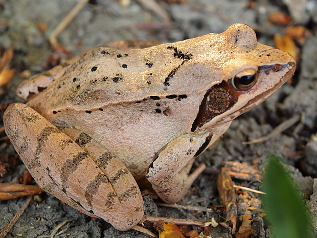 skokan štíhly Rana dalmatina