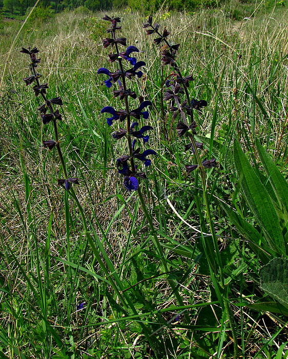 šalvia lúčna Salvia pratensis L.