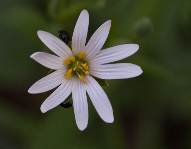 hviezdica veľkokvetá Stellaria holostea L.