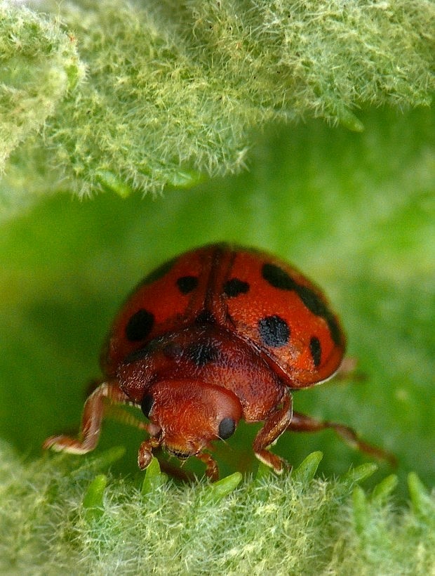 lienočka lucernová Subcoccinella vigintiquatuorpunctata Linnaeus, 1758