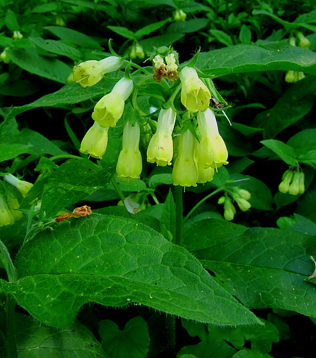 kostihoj hľuznatý Symphytum tuberosum L.