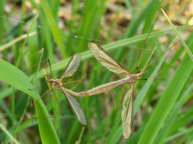 tipuľa kapustová Tipula oleracea