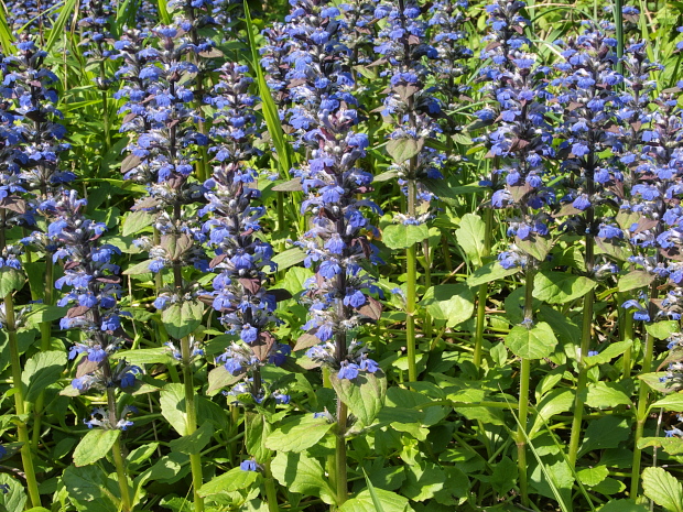 zbehovec plazivý Ajuga reptans L.