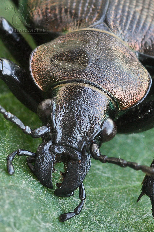 húseničiar hnedý Calosoma inquisitor