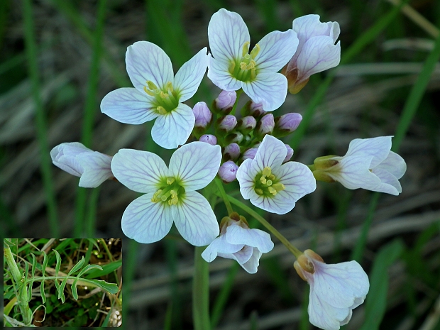 žerušnica lúčna Cardamine pratensis L.