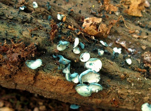 zelenica Chlorociboria sp.