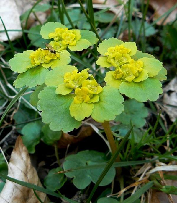 slezinovka striedavolistá Chrysosplenium alternifolium L.