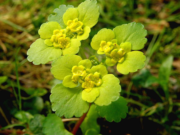 slezinovka striedavolistá Chrysosplenium alternifolium L.