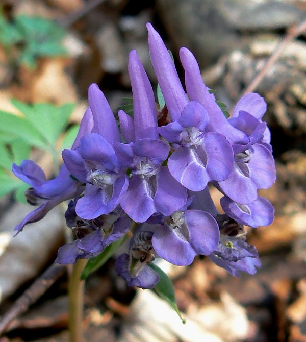 chochlačka dutá Corydalis cava (L.) Schweigg. et Körte