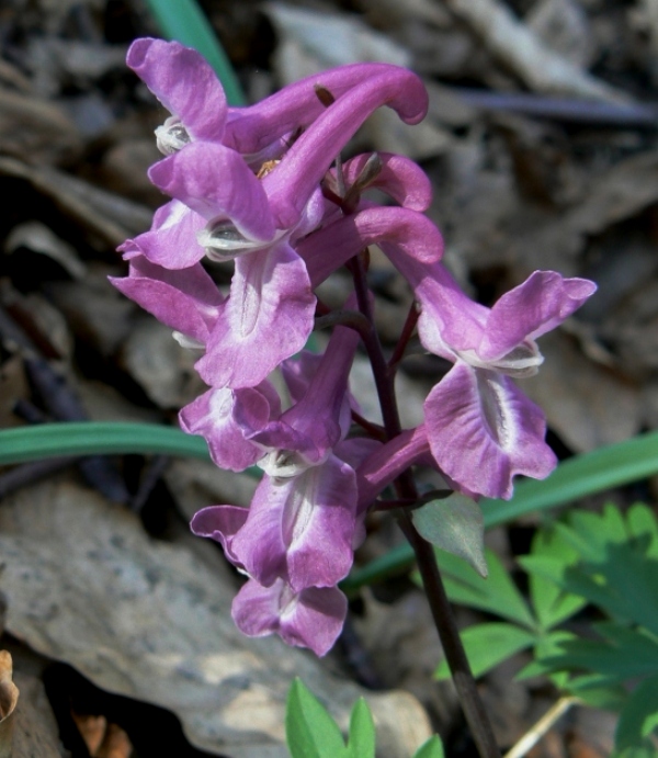 chochlačka dutá Corydalis cava (L.) Schweigg. et Körte