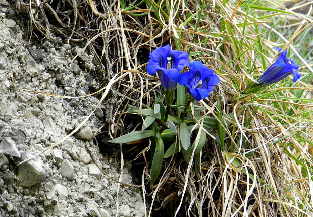 horec clusiov Gentiana clusii Perr. et Songeon