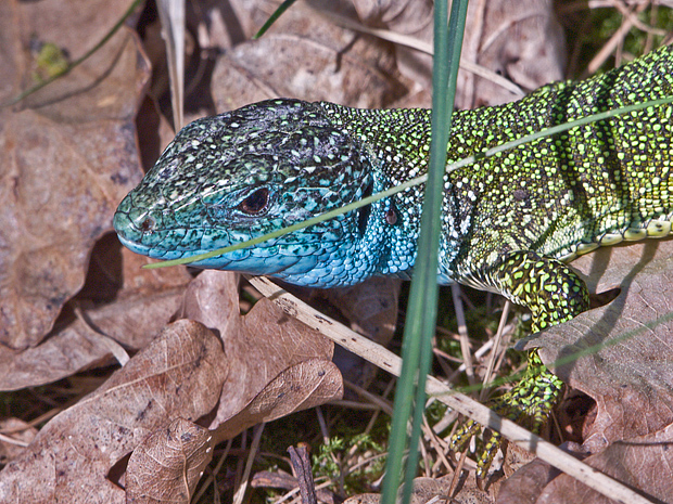 jašterica zelená  Lacerta viridis