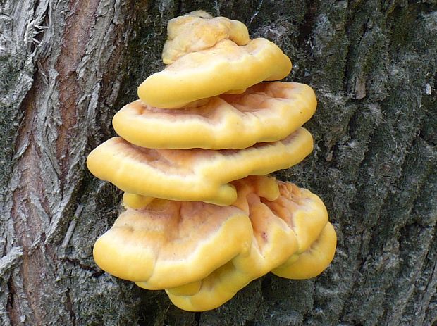 sírovec obyčajný Laetiporus sulphureus (Bull.) Murrill