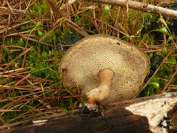 choroš poloplástvový - Trúdnik zimný  Lentinus brumalis (Pers.) Zmitr.