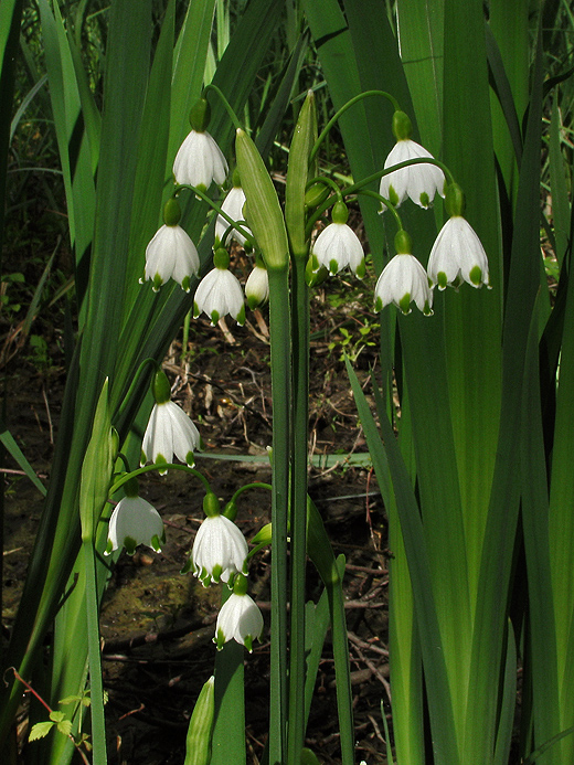 bleduľa letná Leucojum aestivum L.