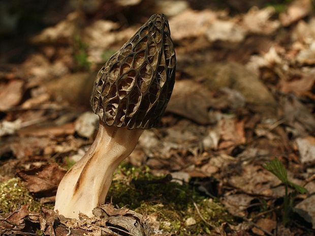 smrčok vysoký Morchella elata Fr.