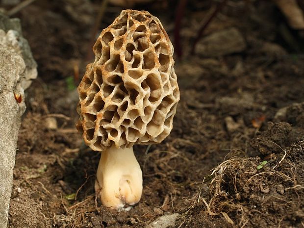 smrčok jedlý Morchella esculenta (L.) Pers.