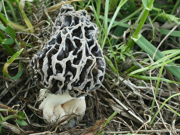 smrčok jedlý Morchella esculenta (L.) Pers.