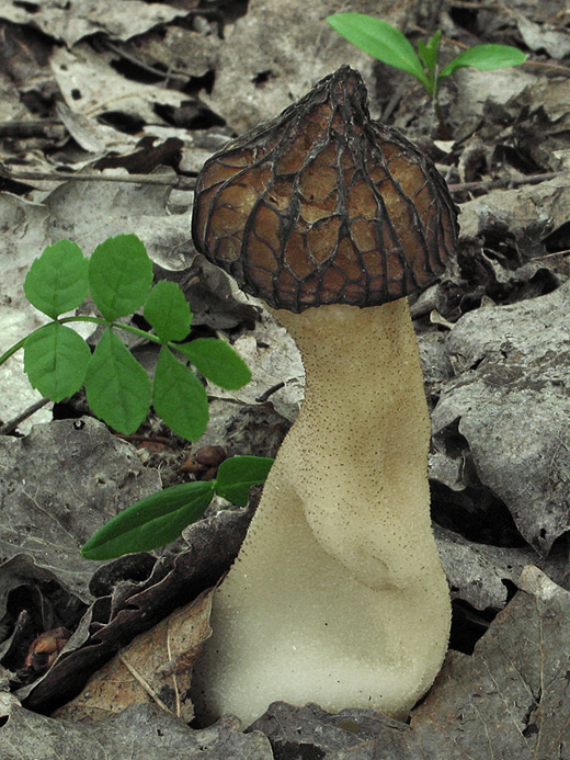 smrčok hybridný Morchella semilibera DC.