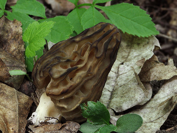 smrčok hybridný  Morchella semilibera DC.