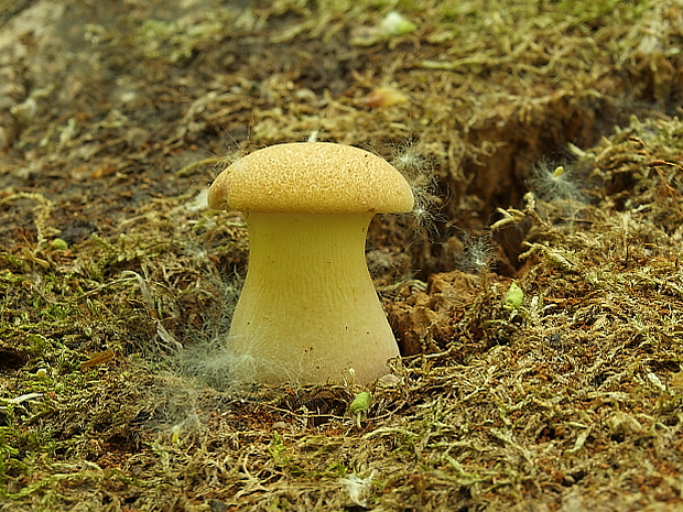 húževnatec pohárovitý Neolentinus schaefferi Redhead & Ginns