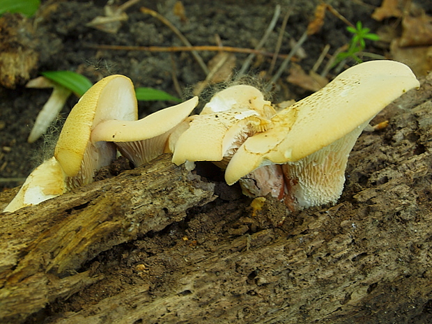 húževnatec pohárovitý Neolentinus schaefferi Redhead & Ginns