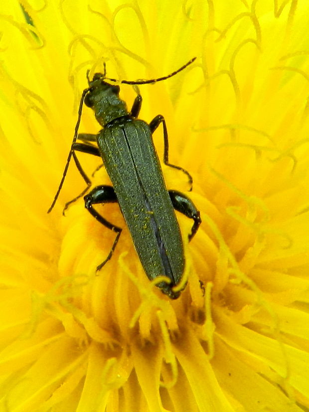 stehenáč zelenavý Oedemera virescens Linnaeus, 1767