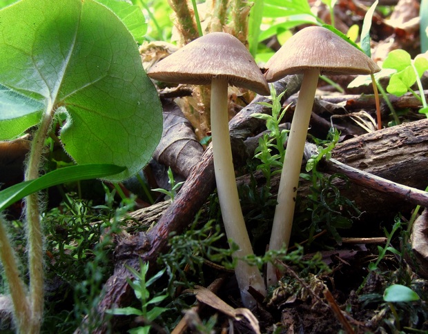 drobuľka Psathyrella sp.