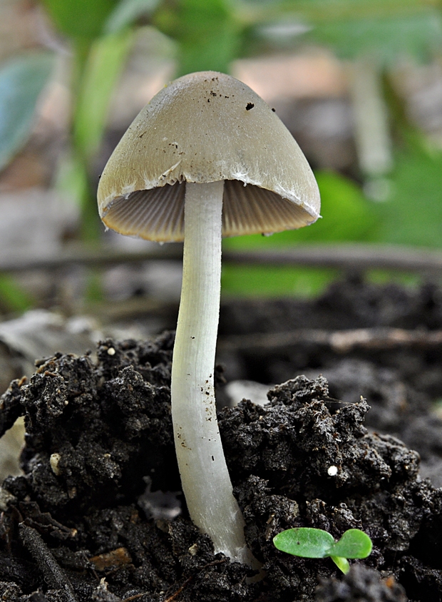 drobuľka Psathyrella sp.