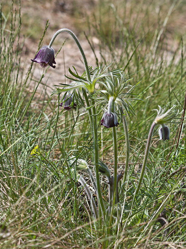 poniklec lúčny český Pulsatilla pratensis subsp. bohemica Skalický