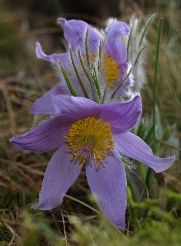 poniklec slovenský Pulsatilla slavica Reuss