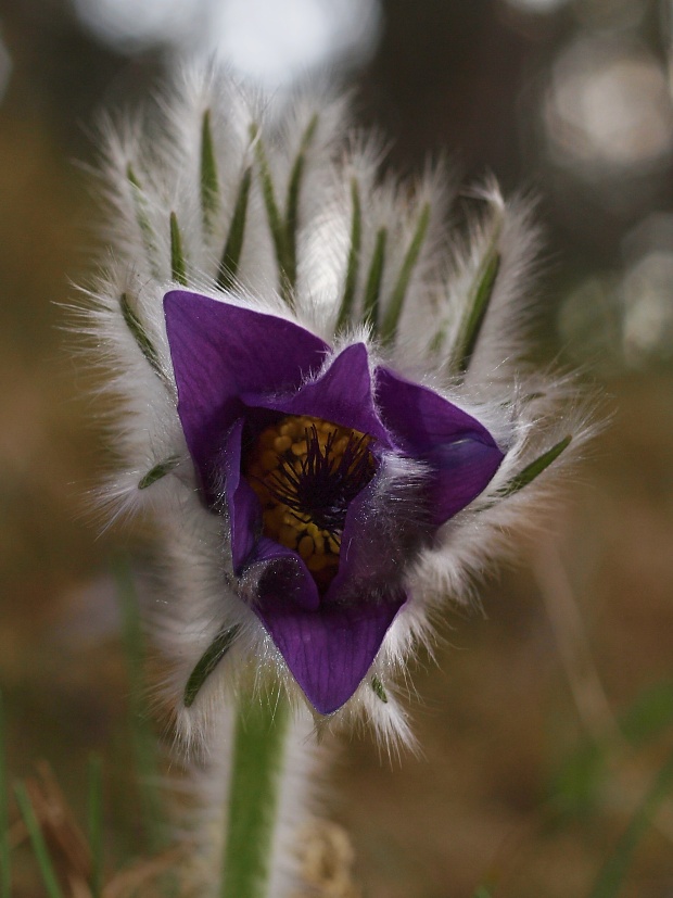 poniklec slovenský Pulsatilla slavica Reuss