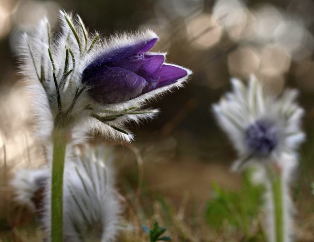 poniklec slovenský Pulsatilla slavica Reuss