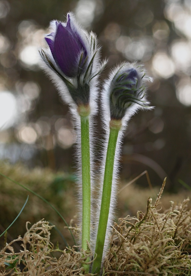 poniklec slovenský Pulsatilla slavica Reuss