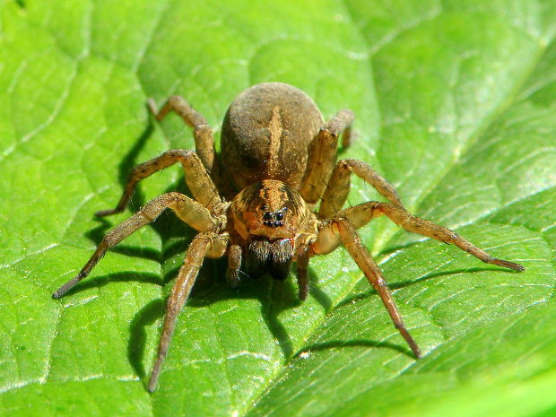 pavúk strehúň Trochosa  sp.