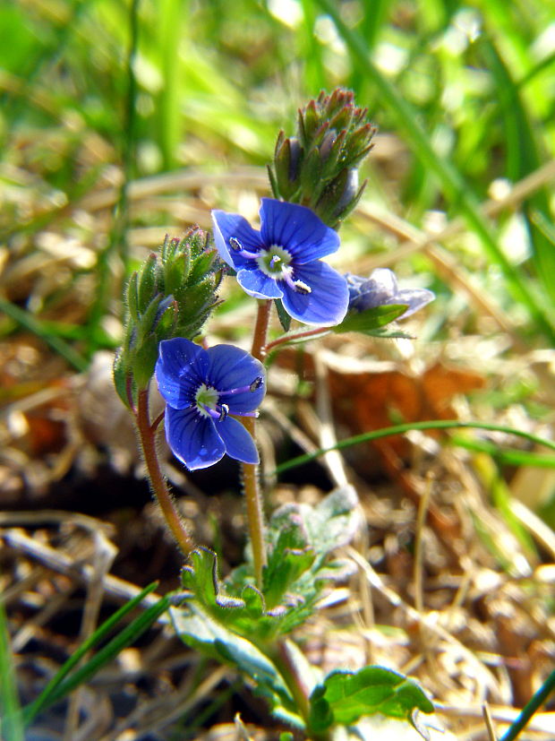 veronika Veronica sp.