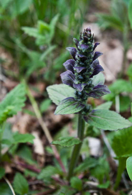 zbehovec plazivý Ajuga reptans L.