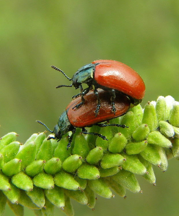 liskavka topolová CHrysomela salicis