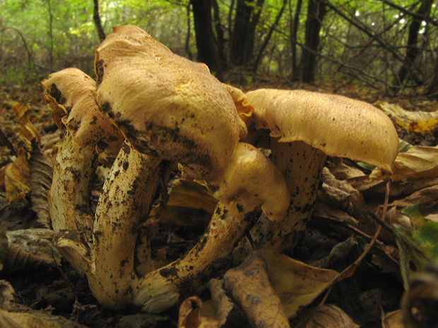 kuriatko jedlé ametystové Cantharellus amethysteus (Quél.) Sacc.