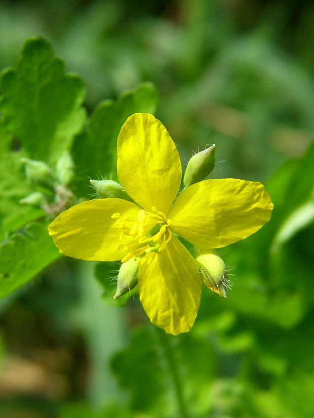 lastovičník väčší Chelidonium majus L.