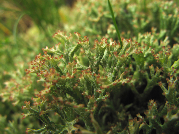 dutohlávka rozkonárená Cladonia rangiformis Hoffm.