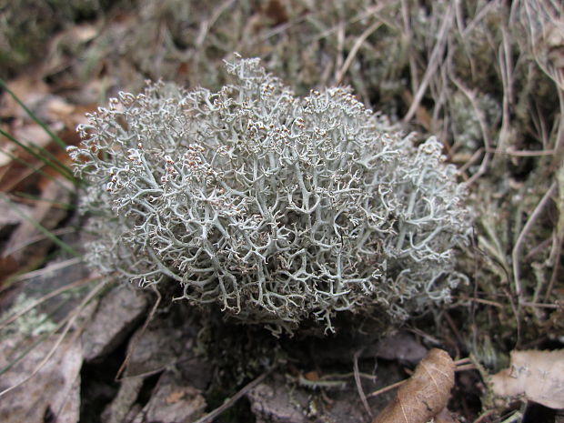 dutohlávka Cladonia sp.