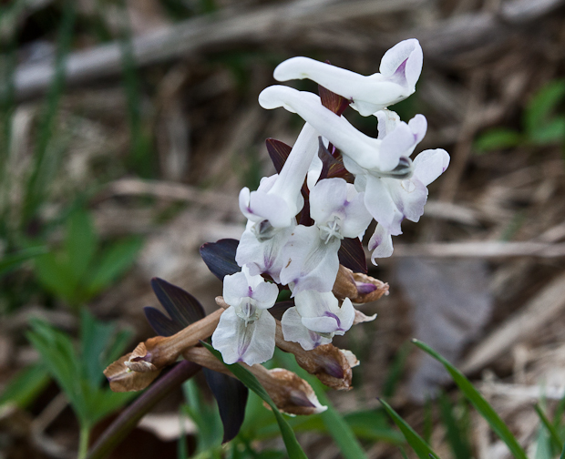 chochlačka Corydalis sp.