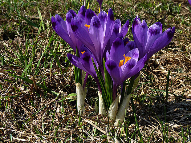 šafran karpatský Crocus heuffelianus Herb.