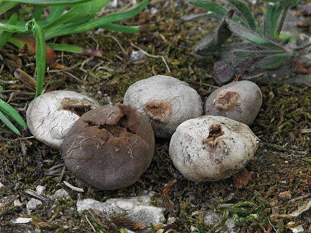 žaludík  Disciseda sp.