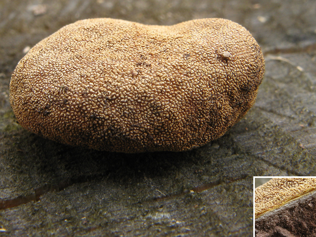 srnka obyčajná Elaphomyces granulatus Fr.