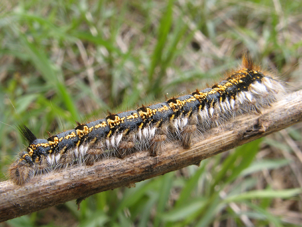 priadkovec trávový Euthrix potatoria